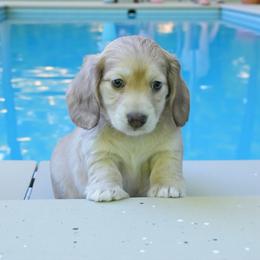 Russ - Cream male Dachshund puppy in Richmond, Virginia from Irresistible Dachshunds & Cavaliers