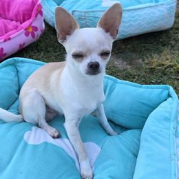 Henry - Chihuahua