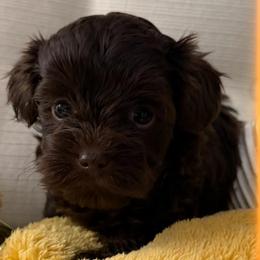 Feona - female Poodle puppy in Queens, New York from Pawfect Soul Puppies
