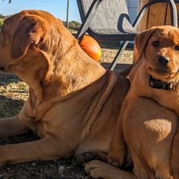 Labrador Retrievers from Copper Meadow Retrievers