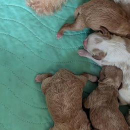 Cavapoos and Cockapoos from Dreamy Night Doodles