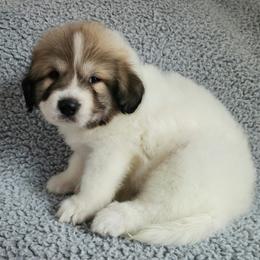 Koda - heavily badgered - White and badger male Great Pyrenees puppy in Monmouth, Maine from Flewelling Great Pyrenees