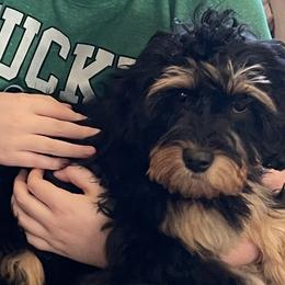 Cavapoos from Clover Patch Cavapoos
