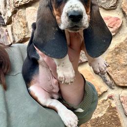 Ricky - Black tan and white male Basset Hound puppy in Clinton, Tennessee from High Hopes Hounds