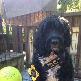 Portuguese Water Dogs from Sisu Portuguese Water Dog