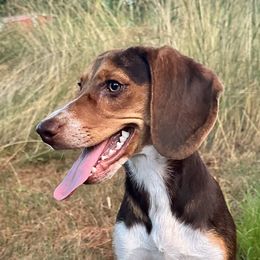Charlie - Beagle