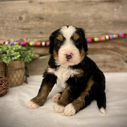 Boston - Tri-color male Bernedoodle puppy in Idaho from Bernese By Barzees