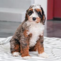 Ken - Blue merle male Bernedoodle puppy in Dundee, Ohio from Down Home Doodle