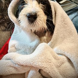 Bearded Collie and Border Collie Puppies from Beloved Bearded & Border Collies