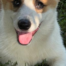 Benjamin FB - White and red male Pembroke Welsh Corgi puppy in Heyworth, Illinois from Schumaker Corgis