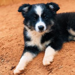 Miniature Australian Shepherds and Toy Australian Shepherds from Mesquite Tree Aussies