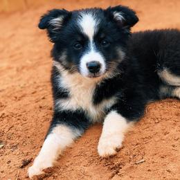 Miniature Australian Shepherds and Toy Australian Shepherds from Mesquite Tree Aussies