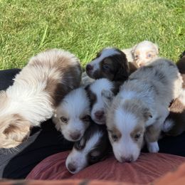 Miniature Australian Shepherd Puppies from Clover Bar Kennels