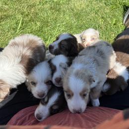Miniature Australian Shepherd Puppies from Clover Bar Kennels
