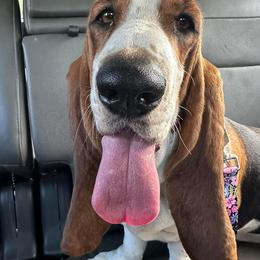 Sonnet - Basset Hound