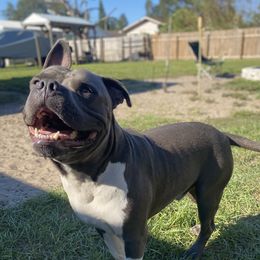 Tundra - American Bully