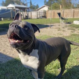 Tundra - American Bully