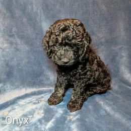 Onyx - Black male Cockapoo puppy in Sunset, Louisiana from Cano Cockapoos