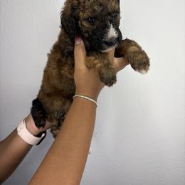 Poodle Puppies from Empire Poodles