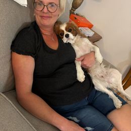 Jolene - Cavalier King Charles Spaniel