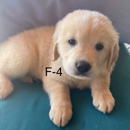 Grey - Light golden female Golden Retriever puppy in Coppell, Texas from Emily Goetting