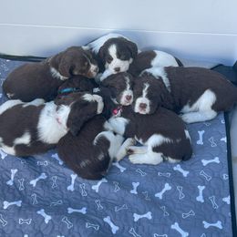 English Springer Spaniel Puppies from Timothy Naylor