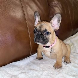 Girl 2 - Fawn and white French Bulldog puppy in Greensboro, North Carolina from Ideal Frenchies LLC