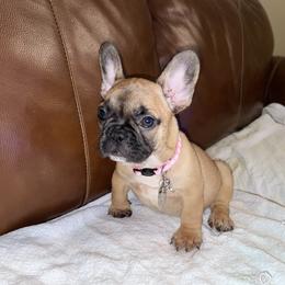 Girl 2 - Fawn and white French Bulldog puppy in Greensboro, North Carolina from Ideal Frenchies LLC