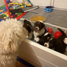 Havanese Puppies from Coco’s Puppies