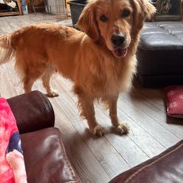 Sadie - Golden Retriever