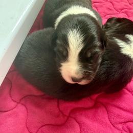 Cider - Black tri female Miniature Australian Shepherd puppy in Gatesville, Texas from Southern Promise Aussie’s