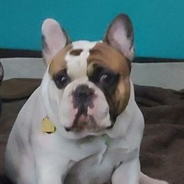 Budger - French Bulldog