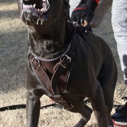 Cane Corso from Triple H Cane Corso