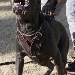 Cane Corso from Triple H Cane Corso
