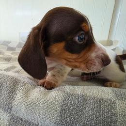 Elliot - Piebald male Dachshund puppy in Stillwater, Oklahoma from Shade Tree Dachshunds