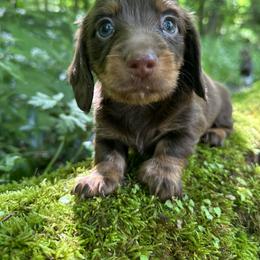 Dachshund, Poodle, and Yorkshire Terrier Puppies from Granny's babies