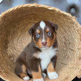 Hayes- Has Tail and Videos - Red tri-color male Australian Shepherd puppy in Troy, South Carolina from Lana Corley- Australian Shepherds of 3/W Farms