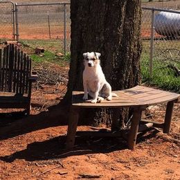 Baxter - Parson Russell Terrier