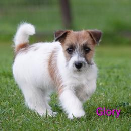 Glory - White and tan female Russell Terrier puppy in Royal Oaks, California from Rose In Vale Russell Terriers