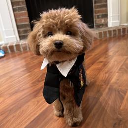 Maltipoo All Grown Up from Minipaws kennel