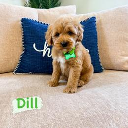 Dill - Red  male Goldendoodle puppy in West Haven, Utah from Split Mountain Doodles