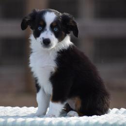Bell - Black tri female Miniature American Shepherd puppy in Chocowinity, North Carolina from Foxtail Hollow