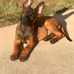 2500 Stellar's X-57 Maxwell - Yellow female Dutch Shepherd puppy in Lake City, Florida from Crosspointe Canines
