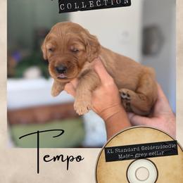 Tempo - Dallas,Tx - 4,000 - Red  male Goldendoodle puppy in Garland, Texas from Twilight Doodles