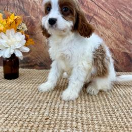 Nutmeg - Blenheim female Cavapoo puppy in Beresford, South Dakota from DAKOTA DOOD RANCH