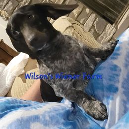 Peppa - Dachshund