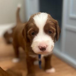 Nash (blue) - Red  male Goldendoodle puppy in Apopka, Florida from The Classic Doodle