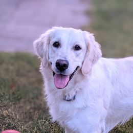 Darby - Golden Retriever