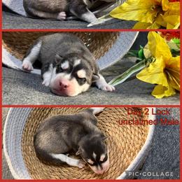 Lock - Black and white male Siberian Husky puppy in Canton, Ohio from Bleu Skies Siberian Huskies
