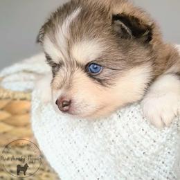 Teddy - Wolf sable male Pomsky puppy in Menahga, Minnesota from Mini Pomsky Puppies